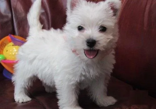 AKC reg. West Highland White Terrier puppies