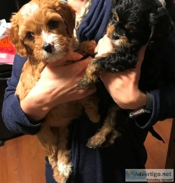 Beautiful Cavapoo puppies for sale.