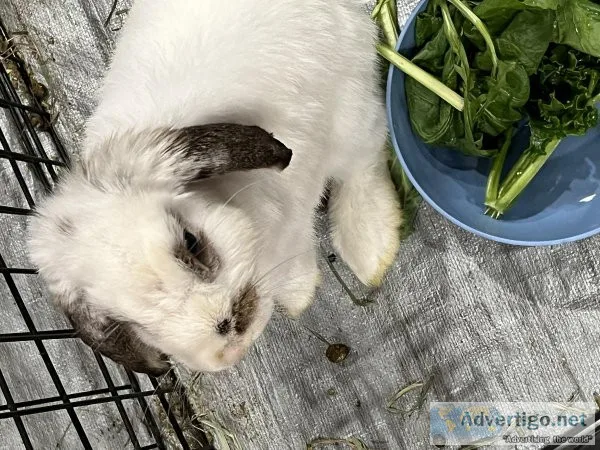 Mini Lop Rabbits Bunnies