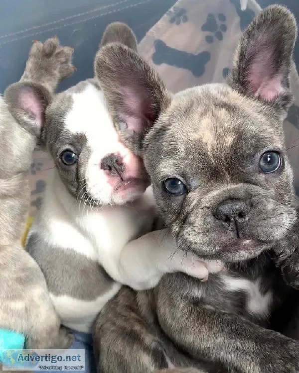 Pick of the litter females