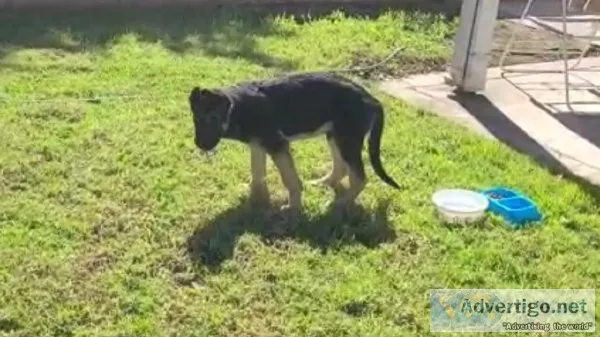 German Shepherd