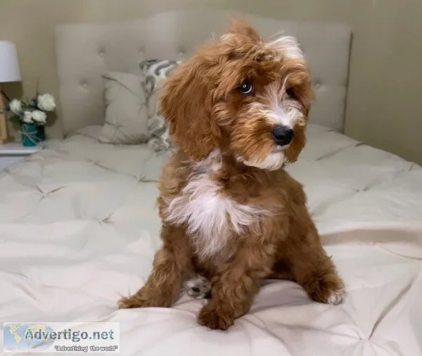 Cute Goldendoodles Puppy&rsquos For Adoption