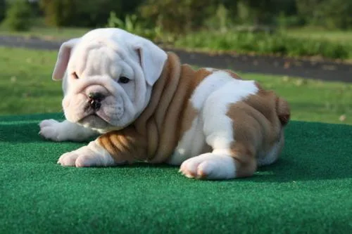 English bulldog puppies