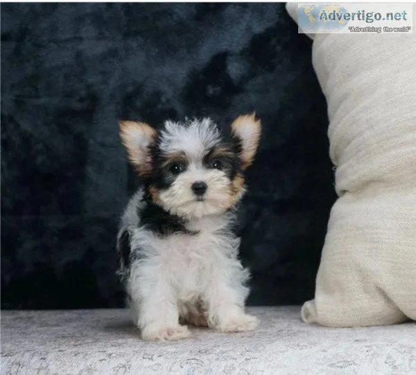 yorkshire terrier puppies