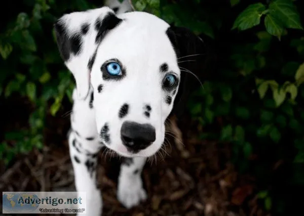 Charming Dalmatian pupies ready