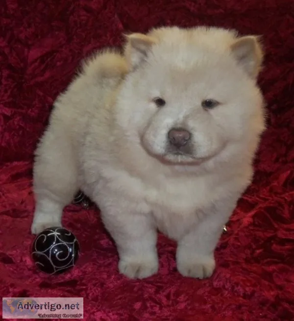 Nice and Healthy Chow Chow Puppies Available
