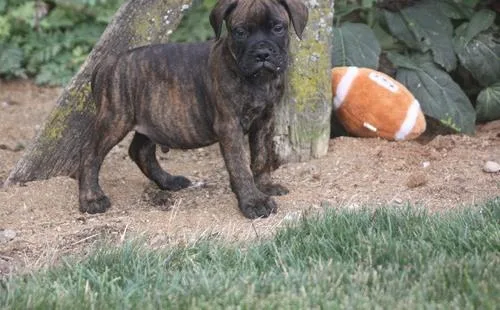 Gorgeous AKC Bullmastiff puppies