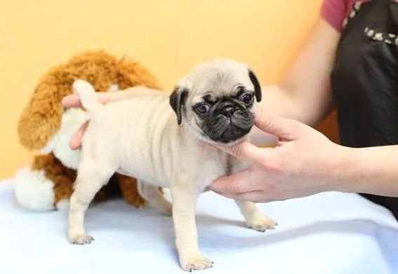 pug puppies