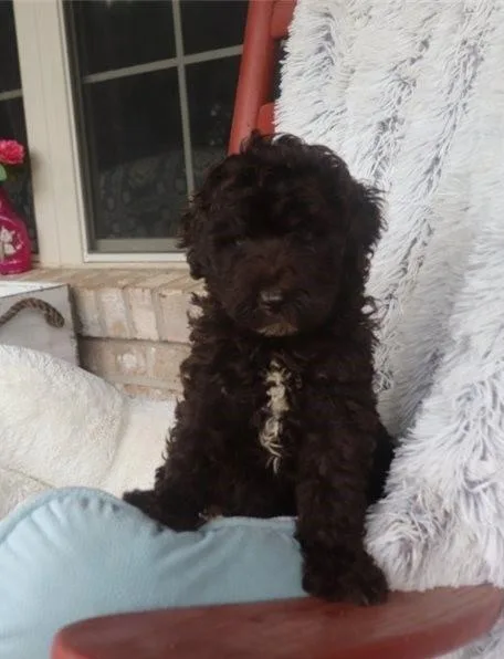 Beautiful Labradoodle Puppies available