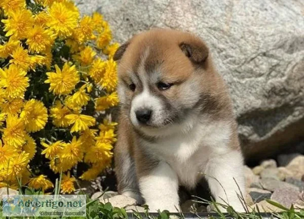 shiba inu puppies