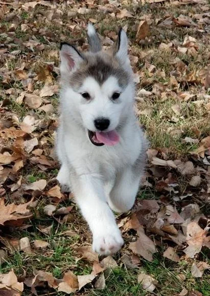 Alaskan malamute puppies