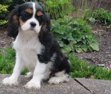CKC reg. Cavalier King Charles Spaniel Puppies.