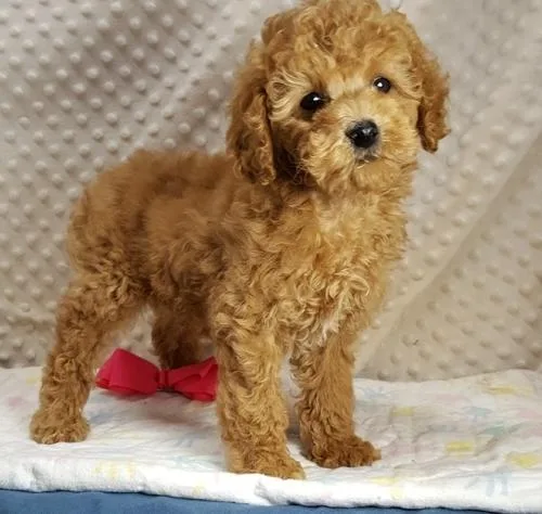 CKC Cockapoo Puppies