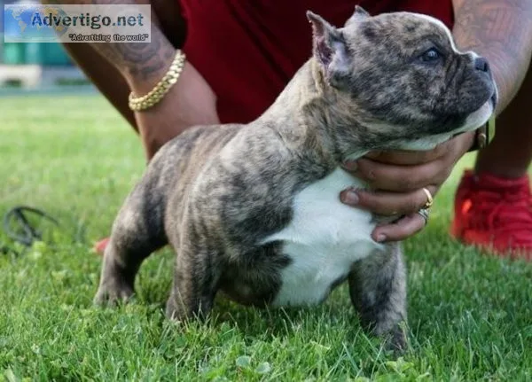 american bully puppies
