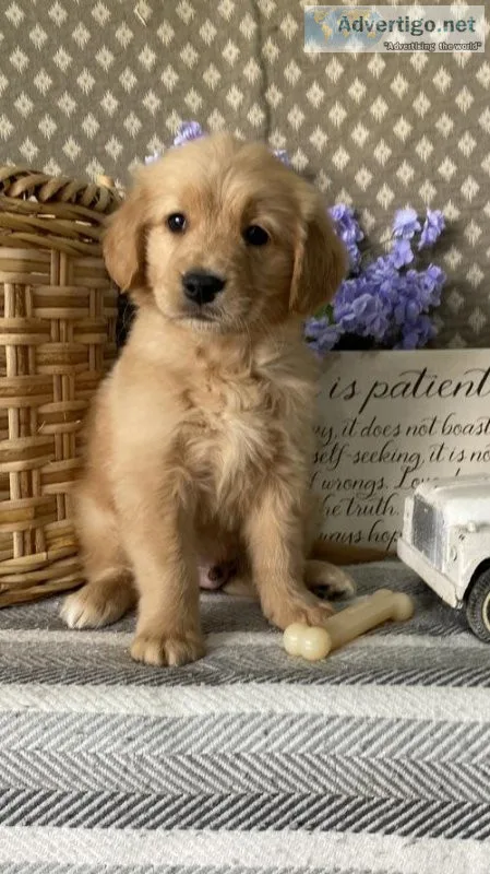 Beautiful Golden Retriever puppies