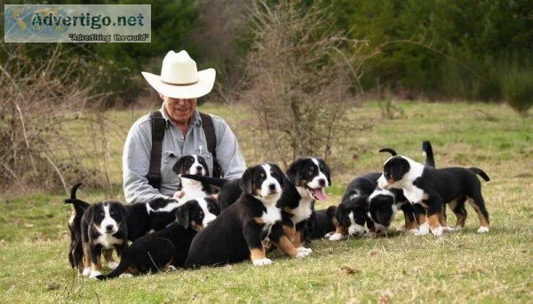 Well Socialized Greater Swiss Mountain Dog For Sale.