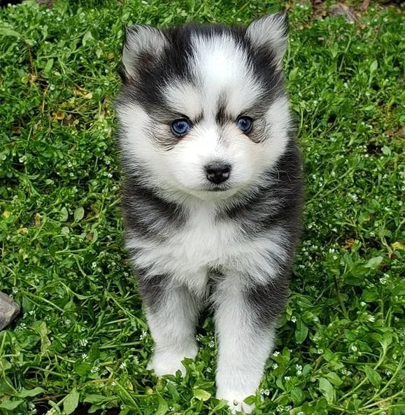 pomsky puppies