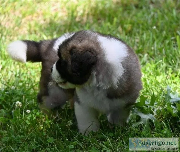 saint bernard puppies