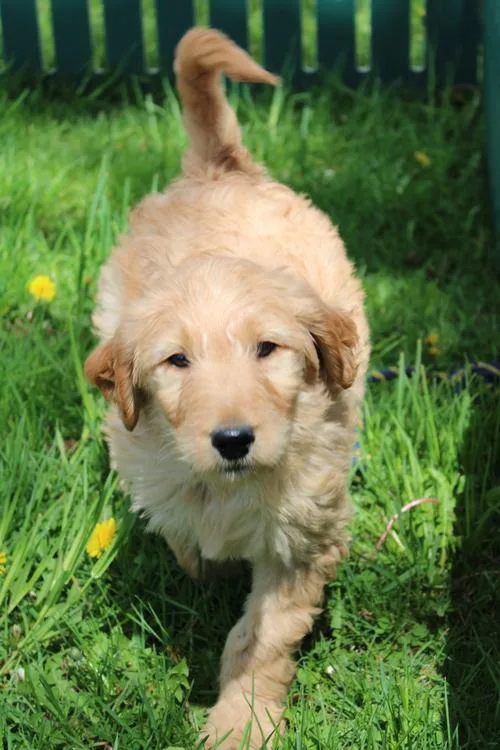 F1 Goldendoodle Puppies Available.