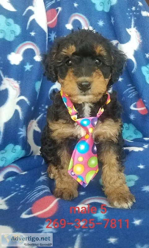 Jack Russell - Mini Poodle mix puppies