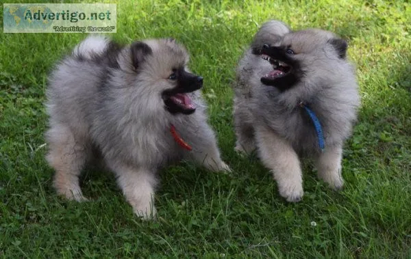 Lovely Keeshond Puppies For Sale.