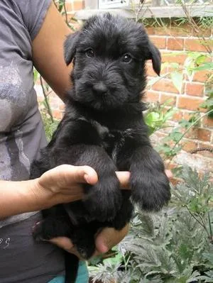 Affectionate Giant Schnauzer Puppies