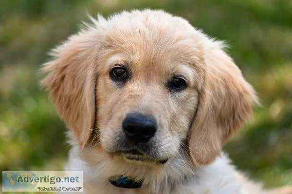 The secret to making your dog&rsquos problem behaviors disappear