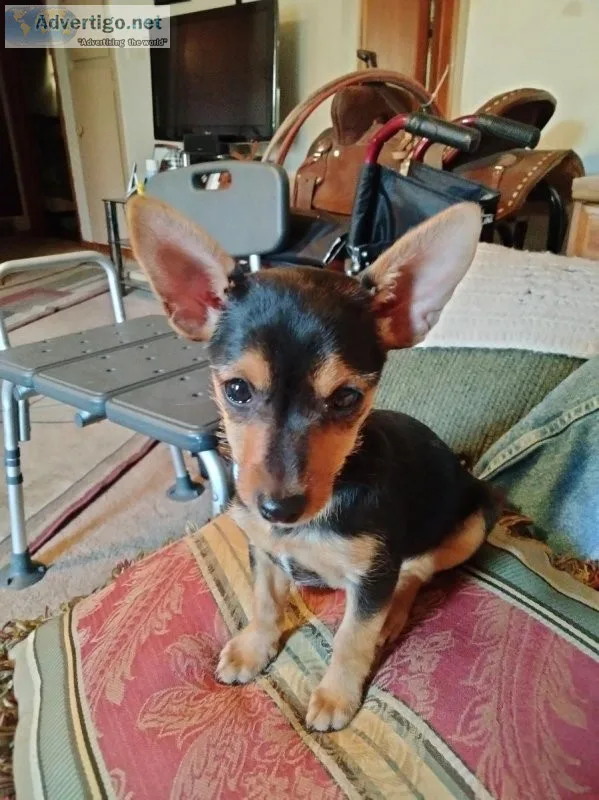 For sale. Half Chihuahua half Jack Russell