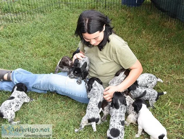 Lovely German Shorthaired Pointer puppies