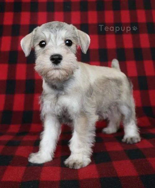 Adorable Miniature Schnauzer Puppies.