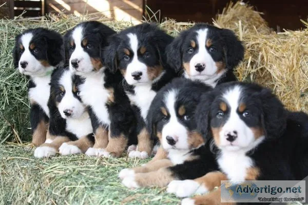 Beautiful Bernese Mountain Dog Puppies. available