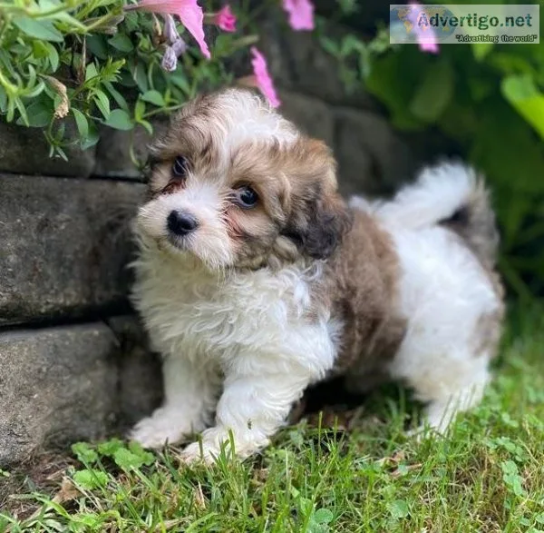 shichon puppies