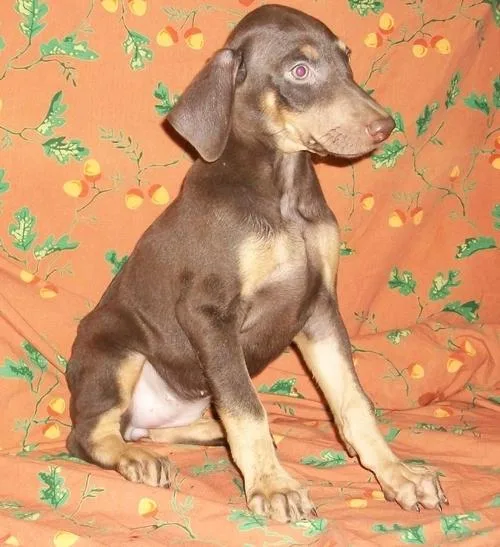 Lovely Doberman Pinscher Puppies For Sale.