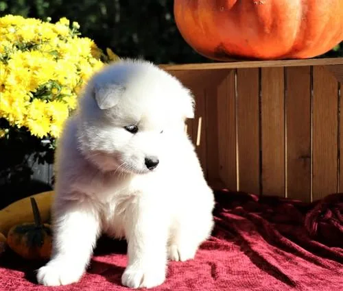 samoyed puppies