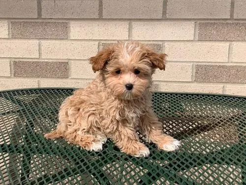 maltipoo puppies