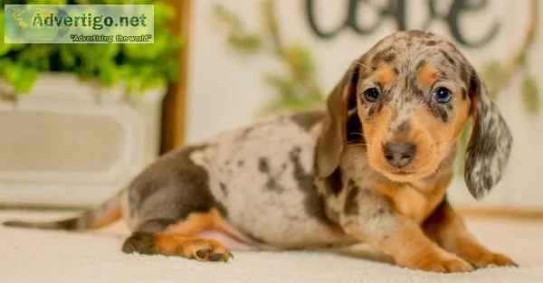 Dachshund puppies