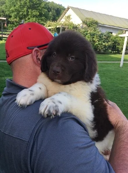newfoundland puppies
