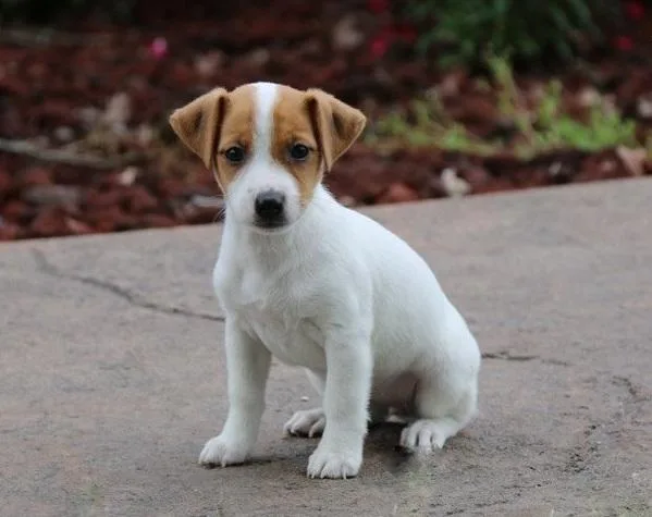 jack russell terrier puppies
