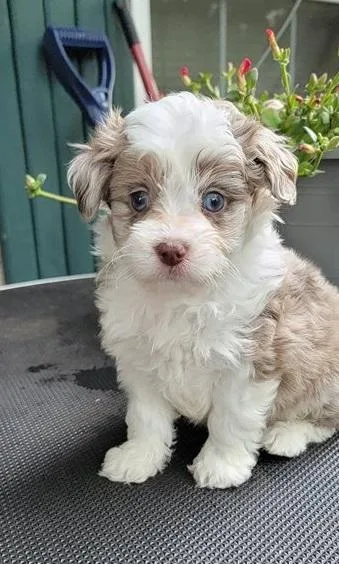 Aussiedoodle puppies