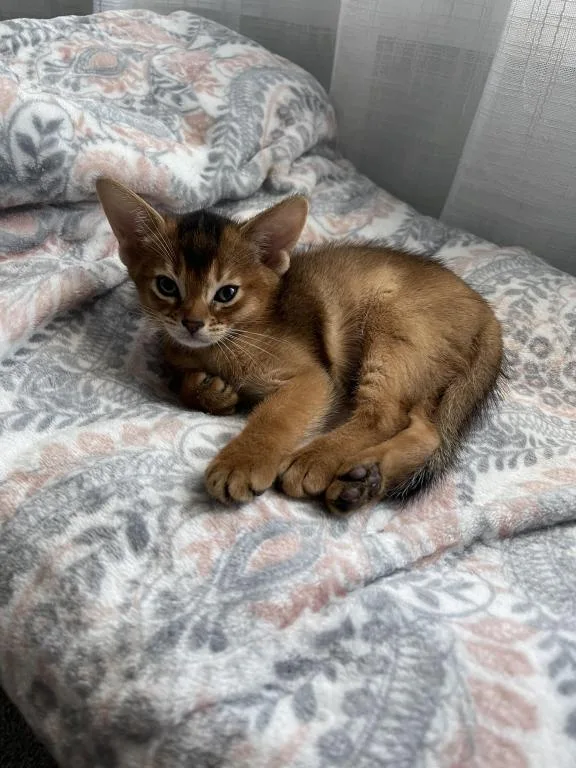 Abyssinian Kitten