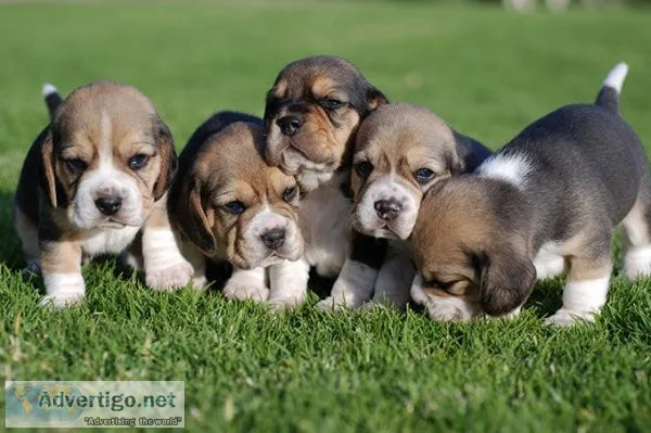Registered Beagle Puppies