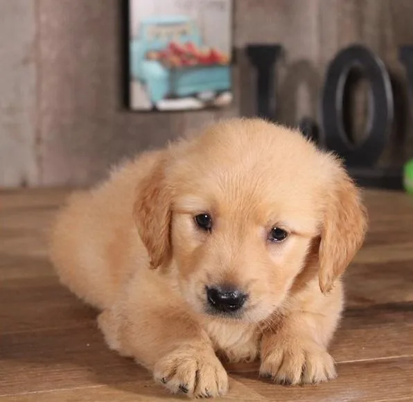 Golden retriever Puppies
