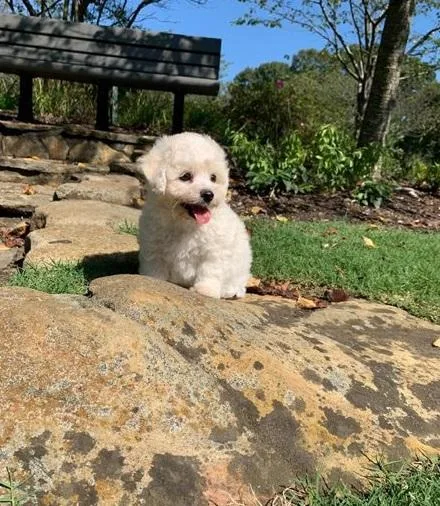 bichon frise puppies