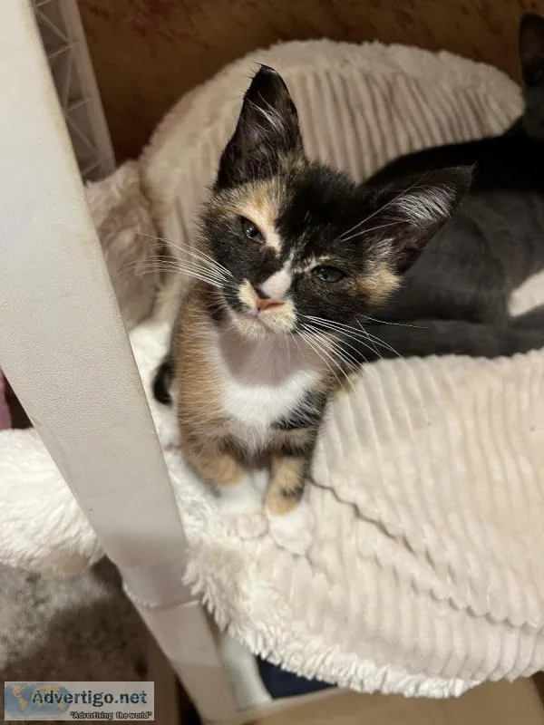 Gorgeous pair of little kittens