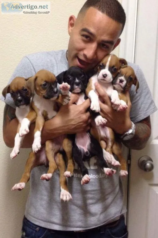 Boxer puppies