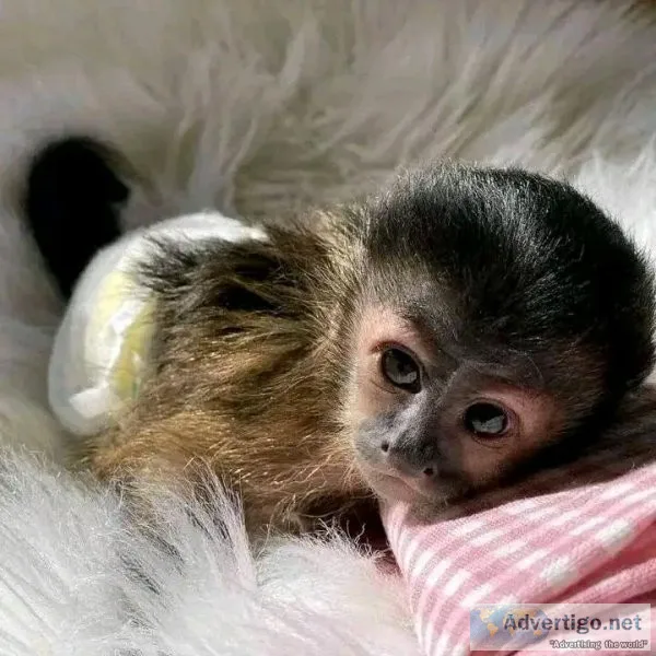 Monkeys for sale needs a nice home asap