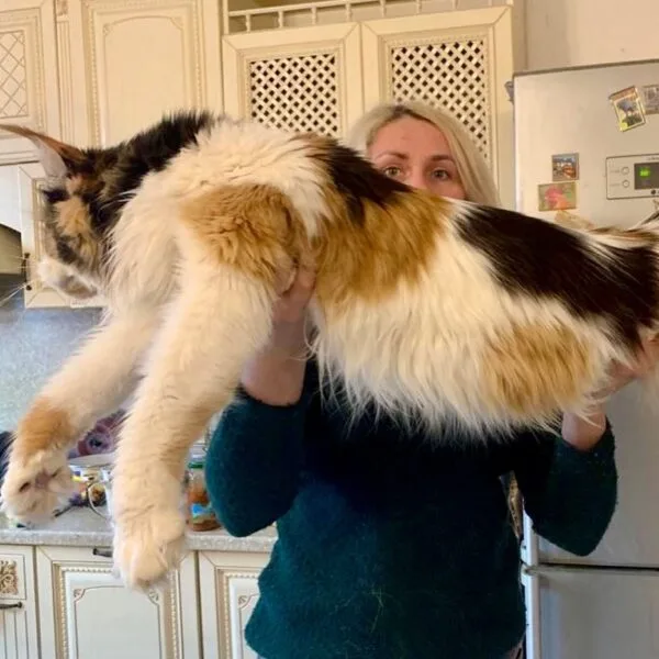 Hakim ? male maine coon kitten