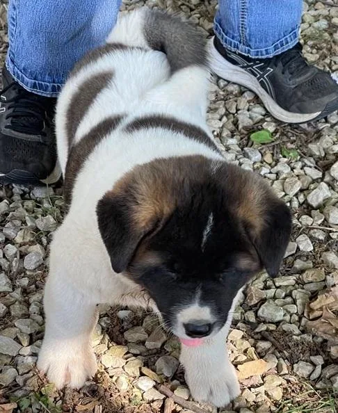 Akita puppies
