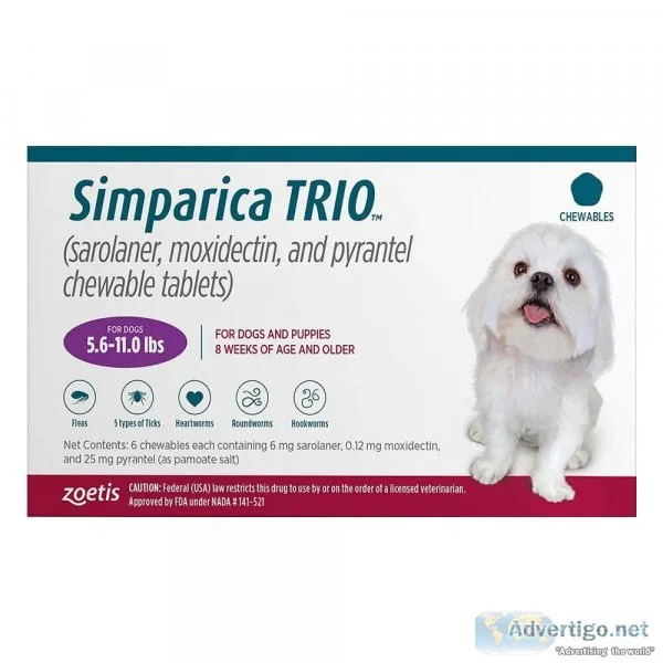 Havanese Puppies