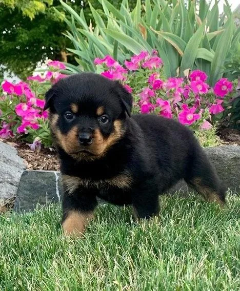 Rottweiler Puppies